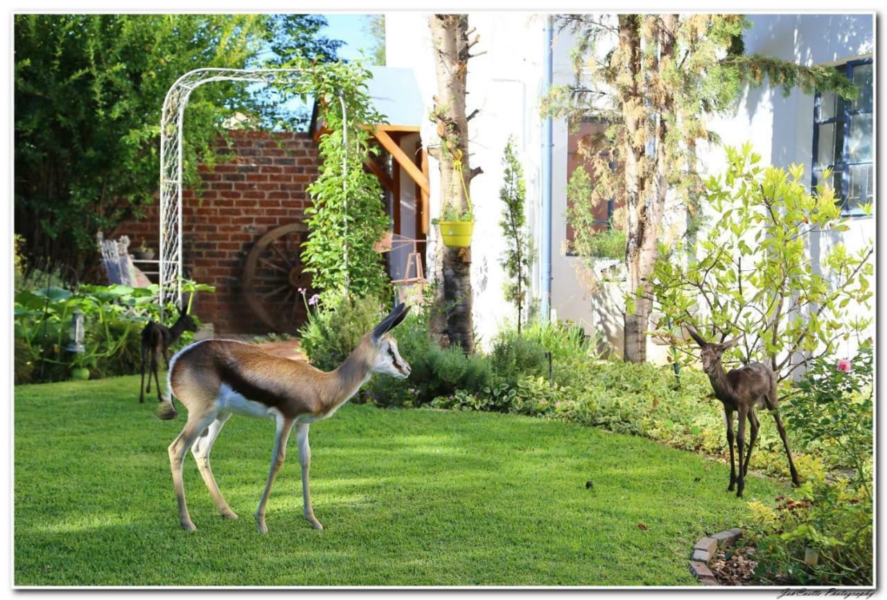 Tortelduif Cottage Offthegrid Middelburg  Екстер'єр фото